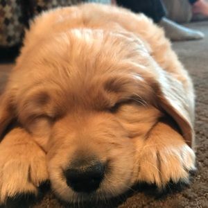 Meet your Posher, Molly